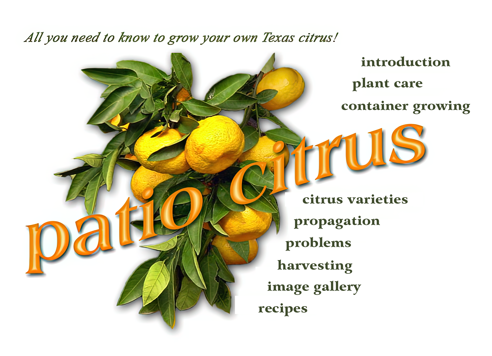 patio citrus