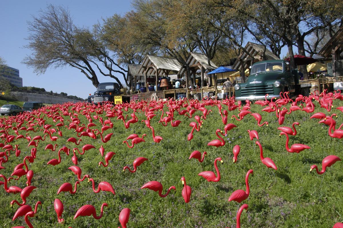 the flock