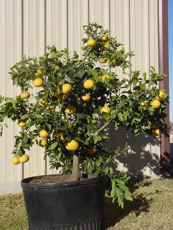 Container_Citrus___Espalier_Pears_010